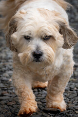 Lhasa Apso walking on gravel