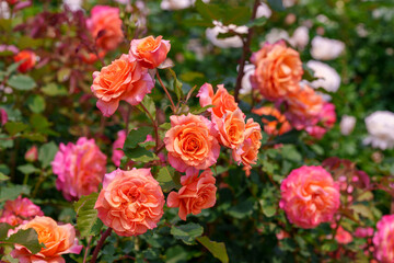 Close-up photo of a pink rose blooming in early summer