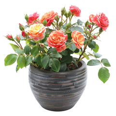 Obraz premium Potted Peach Roses Against A White Background. Floral Still Life, Home Decor.