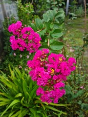 pink flowers in garden
