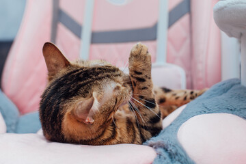 Close up little bengal kitty laying the pink game armchair