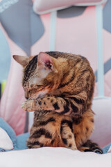 Close up little bengal kitty sitting the pink game armchair, washing and cleaning itself.