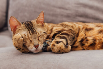 Cute bengal kitty cat laying on sofa