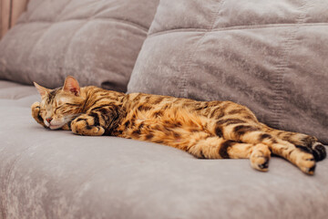 Cute bengal kitty cat laying on sofa