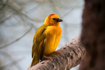 The Taveta Weaver (Ploceus castaneiceps), also known as the Taveta Golden Weaver, or the Mango Bird.