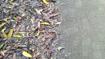 The ground is covered in a textured layer of dry, brown fallen leaves, typical of autumn leaf litter on the forest floor