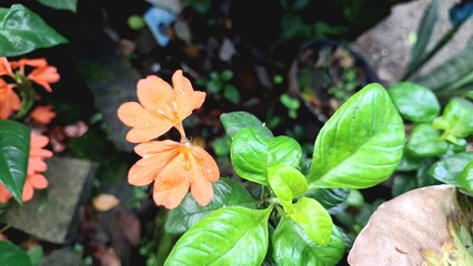 Bright peach Firecracker Flowers (Crossandra infundibuliformis) reveal delicate floral details amidst lush green foliage in a tropical setting