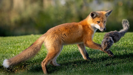 A Red Fox Pup with its squirrel prey