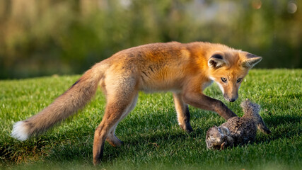 A Red Fox Pup with its squirrel prey