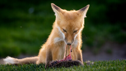A Red Fox Pup with its squirrel prey