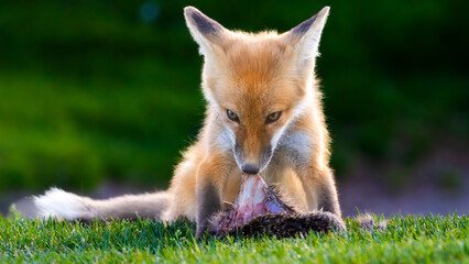A Red Fox Pup with its squirrel prey