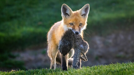 A Red Fox Pup with its squirrel prey