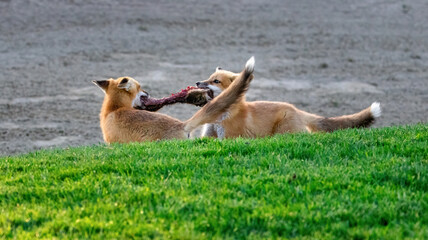A pair of red foxes fighting over a dead squirrel