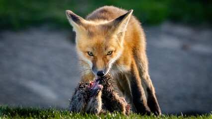 A Red Fox Pup with its squirrel prey