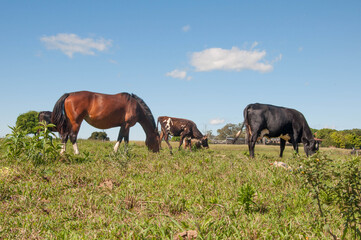 Cows grazing in a field in the countryside on a sunny day