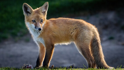 A pair of red foxes fighting over a dead squirrel