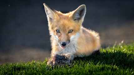A Red Fox Pup with its squirrel prey