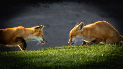 A pair of foxes sizing each other up