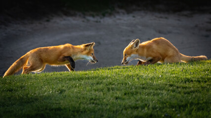 A pair of foxes sizing each other up