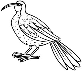 Pale-Billed Sicklebill Vector Bird Outline Line Art Drawing