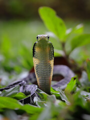A juvenile king cobra, with its distinctive hood flared, rises from the lush green undergrowth, showcasing its striking pattern, 31 may 2025 Indonesia