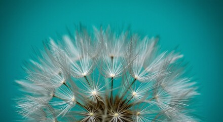 A mesmerizing close-up of a dandelion seed head with its intricate structure set against a vibrant backdrop, creating visual harmony.