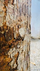 bark of a tree