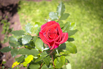 Beautiful red garden rose, in Ecuador.