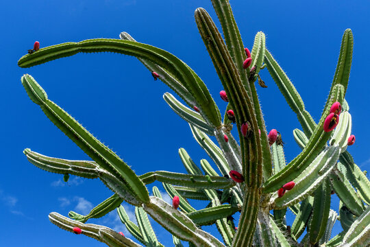 Mandacaru cactus with red fruits in the Caatinga biome of S&atilde;o Jo&atilde;o do Cariri, Para&iacute;ba, Brazil.