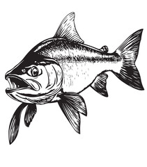 Drawing_of Salmon_Fish_Vector_Illustration_