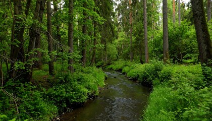 Fototapeta premium Lush forest creek