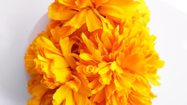 Top view of "Cempas&uacute;chil" flowers, Day of the Dead in Mexico