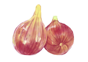 Obraz premium 新鮮採れたてで美味しそうなイチヂクの水彩イラスト(透過PNG)