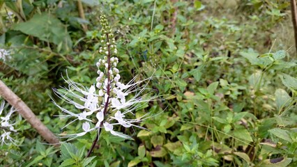 Orthosiphon Aristatus White Flower Known as Java Tea Plant Close Up Photography of Fresh Blooming Petals and Natural Garden Background for Botanical Design