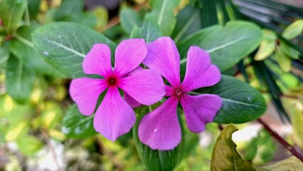 Close-up of a bright pink Madagascar Periwinkle (Catharanthus roseus) blossom, showcasing its delicate petals and fresh raindrops.