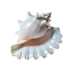 seashell isolated on white and transparent background.