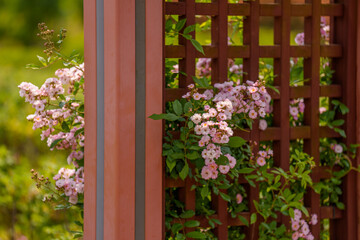Landscape photo of pink flowers in full bloom on rose bushes in an early summer garden