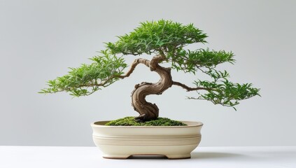 Exquisite bonsai tree symbolizing harmony balance and artistry in miniature landscapes