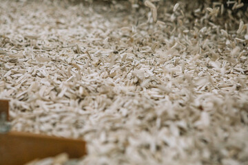 Industrial Production of Sunflower Seeds – Factory Processing Line