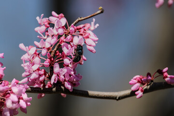 cherry blossom in spring