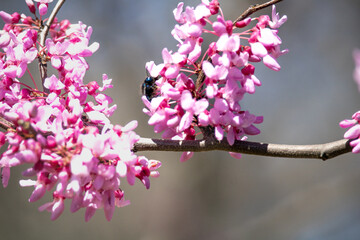 pink cherry blossoms