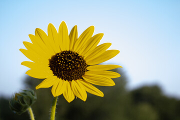 sunflower on blue sky