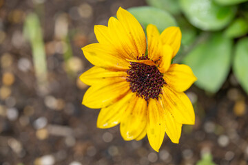 ガーデンヒマワリ