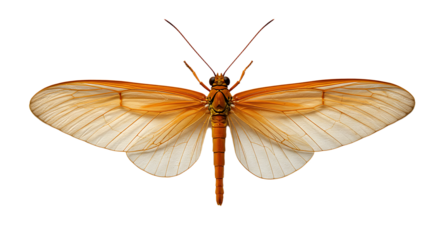 Amberhued moth with translucent wings and segmented body displayed in full spread