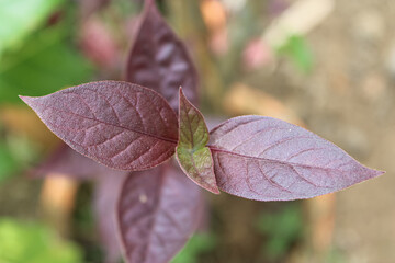 Close-up of Purple Leaf Plant with Natural Texture and Vibrant Color