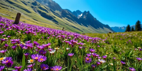 Fototapeta premium Vibrant violet wildflowers carpet a sun-drenched mountain meadow, bloom, scenic