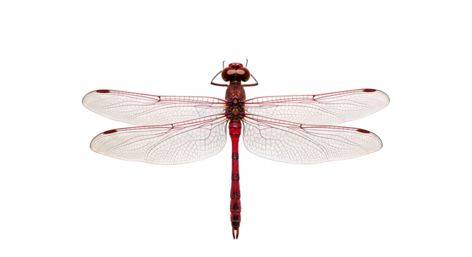 Detailed Closeup of a Vivid Red Dragonfly