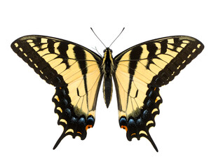 Fototapeta premium Colorful butterfly with striking patterns.