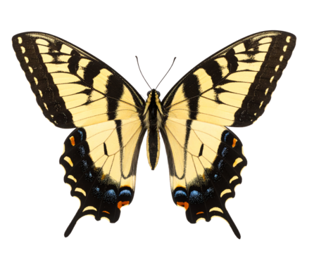 Beautiful butterfly with striking yellow wings.