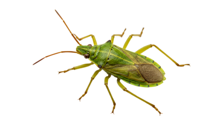 Detailed Macro Shot of a Green Shield Bug with Textured Shell